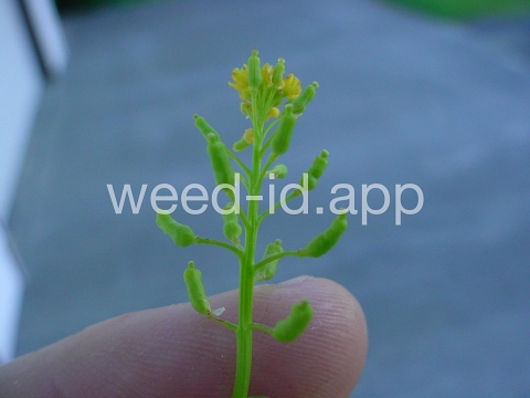 yellowcress, marsh